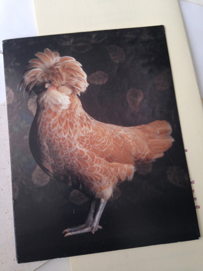 For Michelle, an unsent card of a show chicken.  I liked him too much to send him away.  